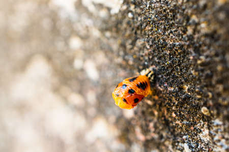 Changing ladybird larvae attached on a wall in soft focus background