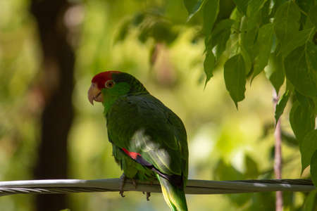 A closeup shot of green and red parrot sitting on the wire near the tree