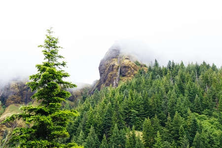 A wide shot of a rocky hill surrounded by pine trees covered in clouds