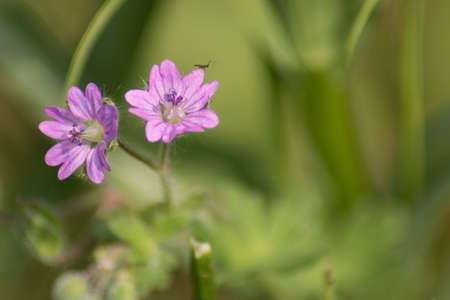 A selective focus shot of purple satin flowers with an insect on them in a green field