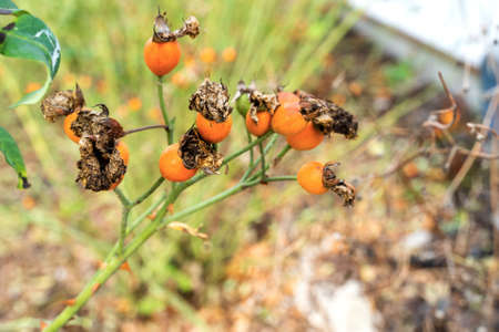 A selective focus shot of rosehip in nature