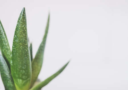 A closeup shot of a green Aloe Vera plant in a ceramic brown potの写真素材
