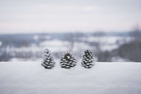 A closeup shot of beautiful white pinecones in the snow with a blurred backgroundの写真素材