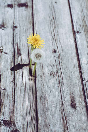 A vertical shot of two dandelions one in a flower stage the other in a seed stage grown through a wooden surface - concept of stages of lifeの写真素材