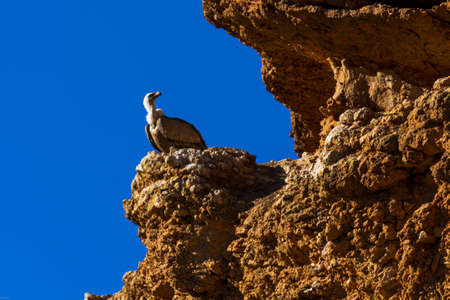 A brown condor sitting on a rockの写真素材