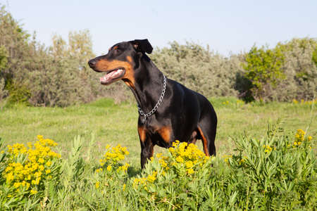 A selective focus shot of an adorable puppy playing on grassの写真素材