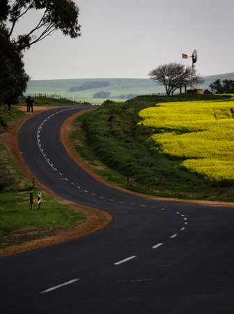 A vertical shot of a curvy road in the countryside next to a yellow and green flower fieldの写真素材
