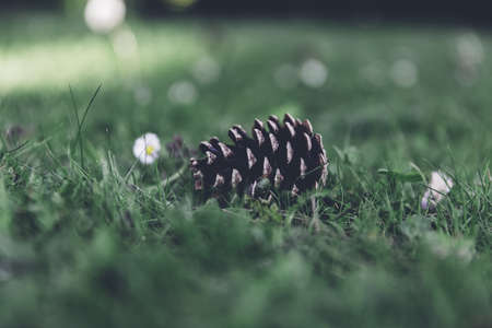 A selective closeup shot of a pine cone in the green field at daytimeの写真素材