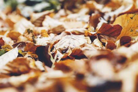 A closeup shot of fallen leaves on the ground with a blurred background