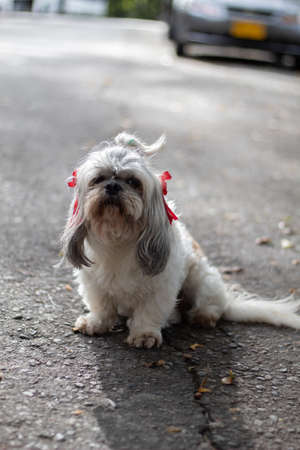 A vertical shot of an adorable Shih Tzu with pink bows in the streetの写真素材