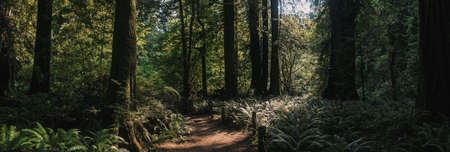 A horizontal shot of green trees and plants in a forest