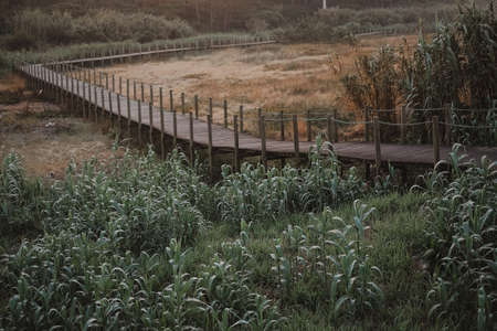 A beautiful shot of a long wooden pier over a meadowの写真素材