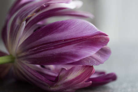 A beautiful closeup shot of purple flower petals