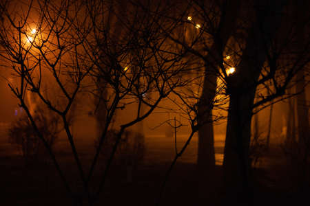 A close up shot of trees in a park lit up by electric lightsの写真素材