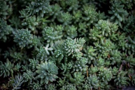 A beautiful natural background or wallpaper  of succulents
