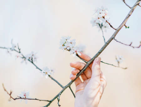 A close shot of a person holding a branch with white flowers and a blurred backgroundの写真素材