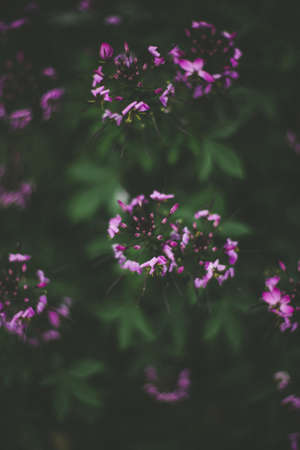 A selective closeup shot of a beautiful purple flower with green leaves on a blurry background