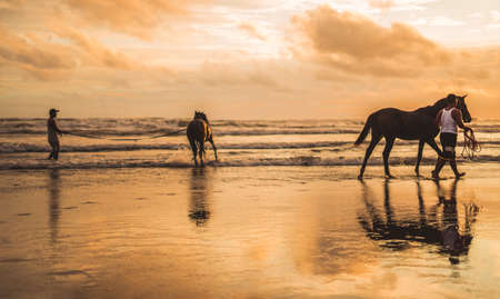 A wide shot of two horses and people near the water during sunset on the beachの写真素材