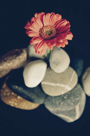A beautiful high angle shot of a red flower on a rock formation with a black backgroundの写真素材