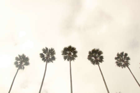 A low angle shot of Borassus trees with a cloudy sky in the background at daytime