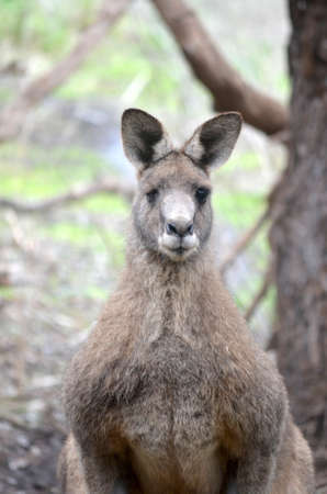 A vertical closeup shot of a kangaroo looking towards the camera with a blurred background