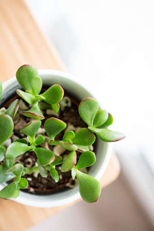 An overhead selective focus closeup shot of a beautiful green plant in a pot indoorsの写真素材