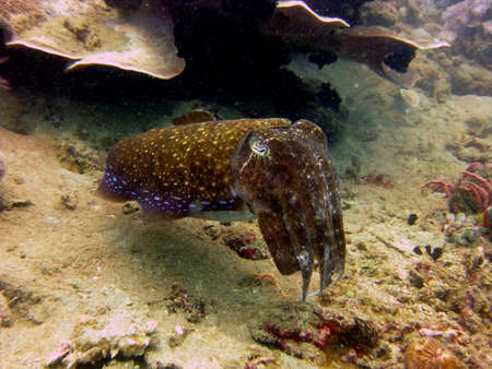 A closeup underwater shot of a small brown squid with blue dots swimming near a coral reefの写真素材
