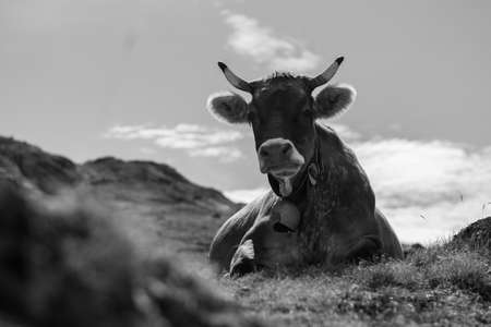 A closeup grayscale shot of a cow laying in a field