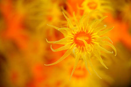 A shallow focus closeup shot of a yellow and orange soft coral in the sea