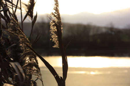 A selective focus closeup shot of a wheat plant