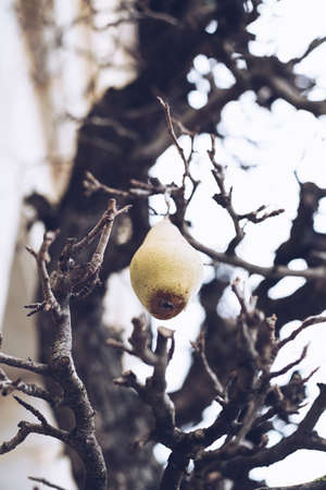 A vertical shot of a pear attached to a branch with a blurred background