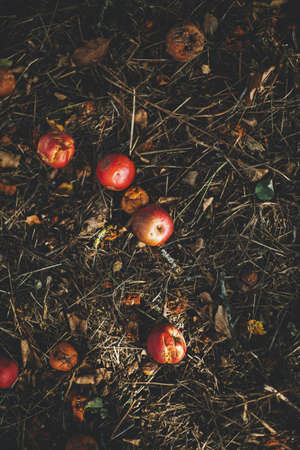 A vertical selective shot of rotten apples on the background of dried grass and leaves