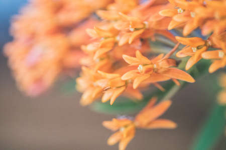 A closeup shot of beautiful orange fire star orchids on a blurred backgroundの写真素材