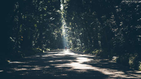 A person walking down the road full of shadows between beautiful green treesの写真素材