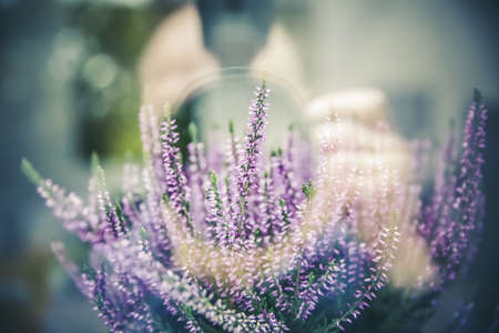 A selective closeup focus shot of a beautiful purple flower with a blurred backgroundの写真素材