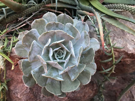 A closeup shot of a green plant carved into a rose on the background of cactusesの写真素材
