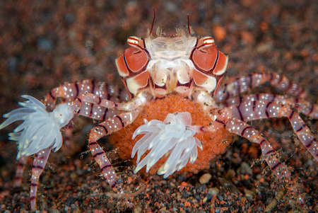 An amazing macro shot of a boxer crab with eggs under the waterの写真素材