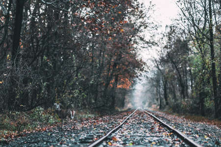 A beautiful shot of a railway in a forest during fallの写真素材