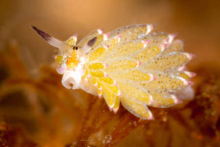An amazing macro picture of nudibranch mollusk