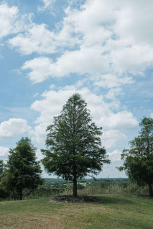 The beautiful greenery in Texas countryside around Lake Tahoe, United States