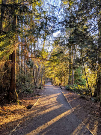 A vertical shot of a footpath going through a forest with sun shining through the tree leaves