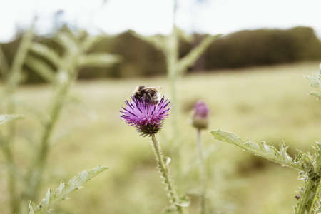 A selective focus shot of an exotic purple flower in the middle of a field