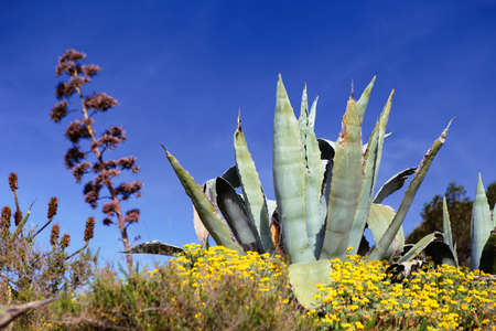 A selective focus of an agave plant among garden flowers against a blue skyの写真素材