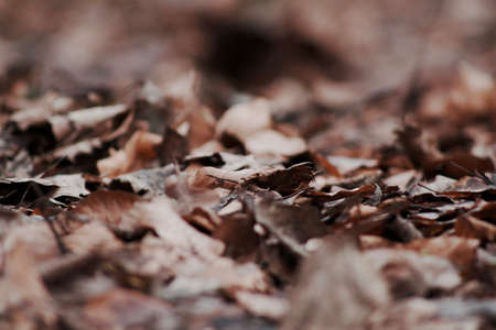 A closeup selective focus shot of dry fallen Autumn leavesの写真素材