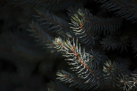 A closeup shot of a fir tree with a blurred background - great for a natural background