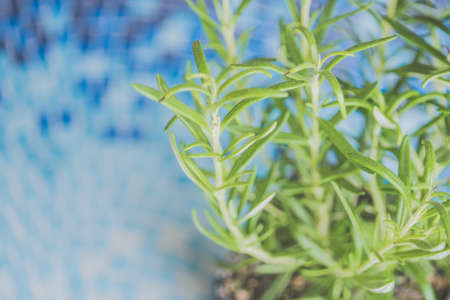 A closeup shot of beautiful domestic plant leavesの写真素材