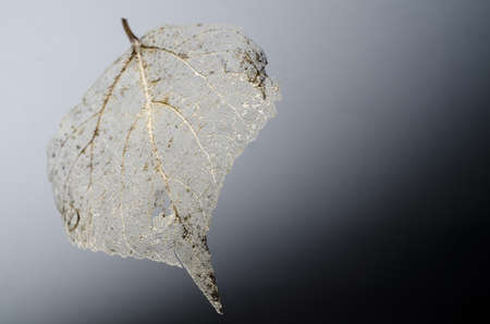 A closeup shot of a dry transparent leaf behind a gray backgroundの写真素材