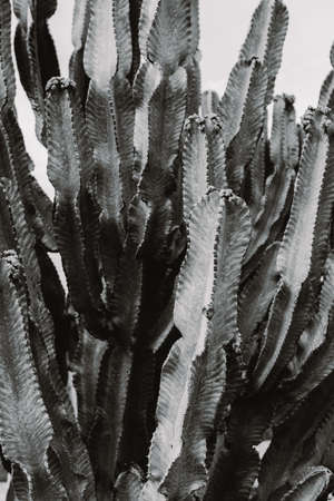 A closeup shot of a beautiful large cacti tree with long spiky branches and blooming fruit on them