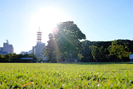 A beautiful shot of trees in a grassy field with buildings and a clear sky in the backgroundの写真素材
