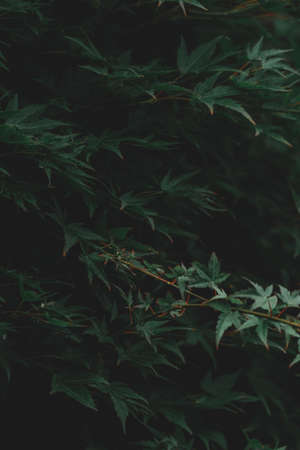 The beautiful scenery of a forest in the countryside on a misty day